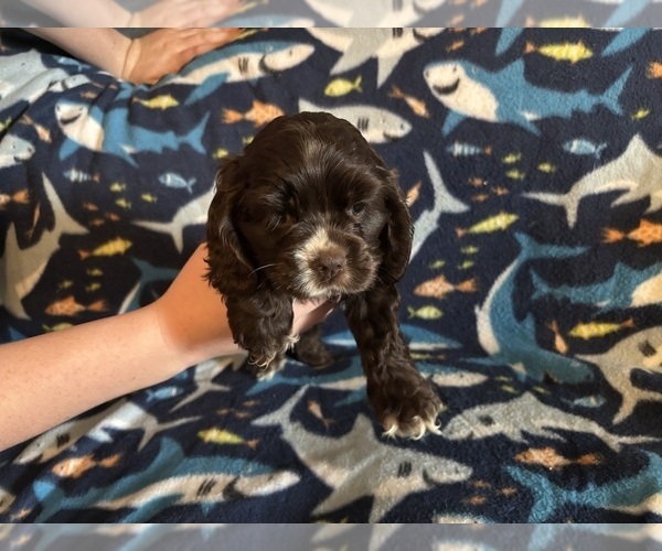Medium Photo #48 Cocker Spaniel Puppy For Sale in COLBERT, GA, USA