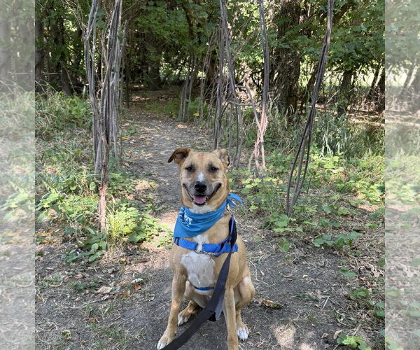 Medium Photo #20 Mutt Puppy For Sale in Fargo, ND, USA