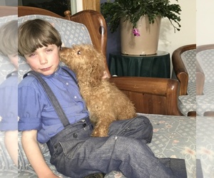 Goldendoodle (Miniature) Puppy for sale in LA VALLE, WI, USA