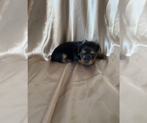 Yorkshire Terrier Puppy for sale in WILLISTON, SC, USA