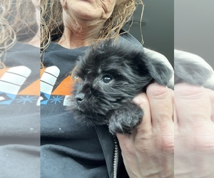 YorkiePoo Puppy for sale in COATS, NC, USA