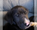 Small American Pit Bull Terrier-Labrador Retriever Mix