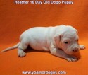 Small Photo #51 Dogo Argentino Puppy For Sale in JANE, MO, USA