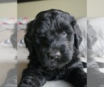 Puppy Smokey Labradoodle