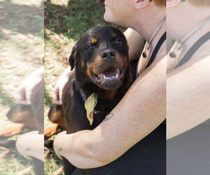 Ash - Male Rottweiler Dog for Adoption - Photo #7