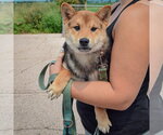 Small #2 Shiba Inu