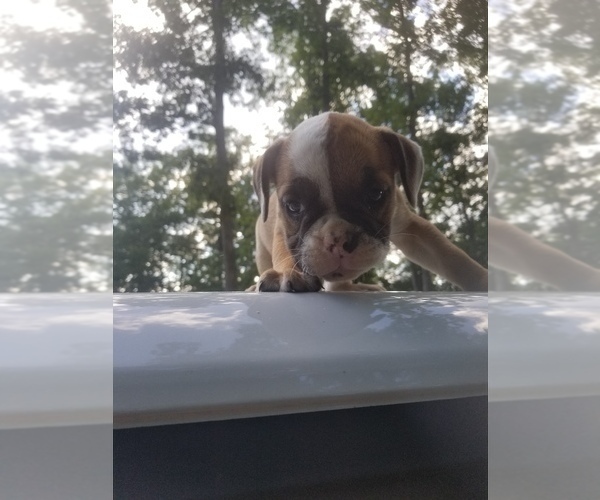 Medium Photo #7 English Bulldog Puppy For Sale in MCMINNVILLE, TN, USA