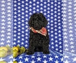 Small Photo #8 Miniature Labradoodle Puppy For Sale in QUARRYVILLE, PA, USA