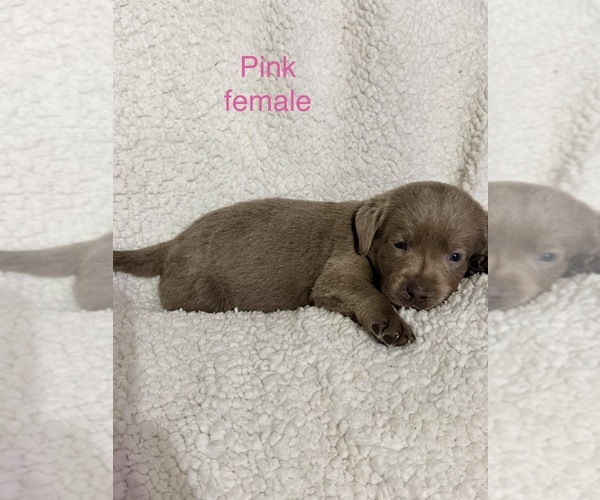 Medium Photo #12 Labrador Retriever Puppy For Sale in LINDEN, MI, USA
