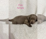 Puppy Pink female Labrador Retriever