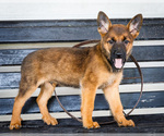 Puppy Sport Malinois