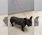 Small French Bulldog Mix