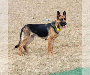 German Shepherd Dog Dogs for adoption in Mt. Airy, MD, USA