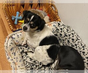 Rat Terrier-Unknown Mix Dogs for adoption in Chico, CA, USA