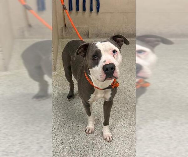 Medium Photo #1 Mutt Puppy For Sale in Conroe, TX, USA