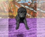 Small #1 Labradoodle