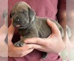 Small #2 Great Dane