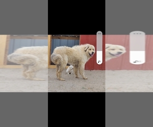 Anatolian Shepherd-Great Pyrenees Mix Puppy for sale in ELBERT, CO, USA