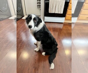 Border Collie Puppy for sale in ROCHESTER, MN, USA