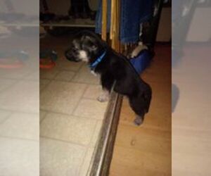German Shepherd Dog Puppy for sale in ASHVILLE, AL, USA