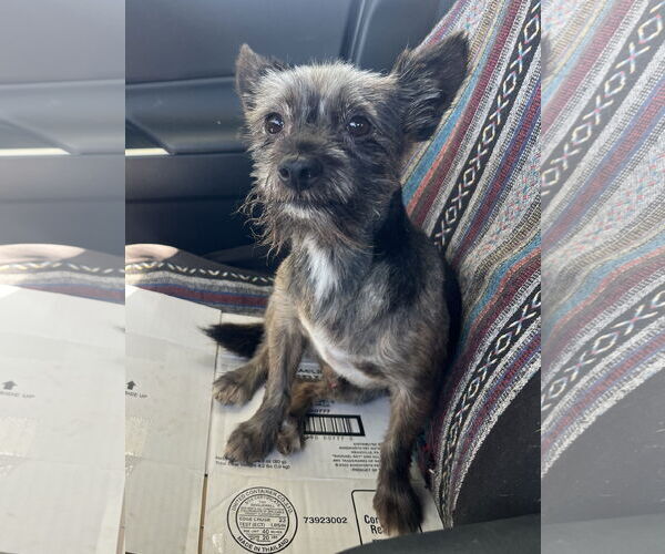 Medium Photo #2 Mutt Puppy For Sale in Lancaster, CA, USA