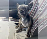 Small #1 Mutt