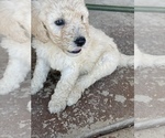 Small Photo #20 Poodle (Standard) Puppy For Sale in BAKERSFIELD, CA, USA