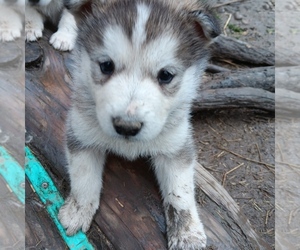 Medium Alaskan Malamute