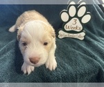 Small Photo #3 Border Collie Puppy For Sale in GIDDINGS, TX, USA