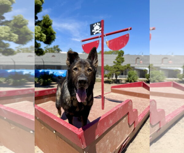 Medium Photo #1 German Shepherd Dog Puppy For Sale in Seal Beach, CA, USA