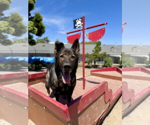 German Shepherd Dog Dogs for adoption in Seal Beach, CA, USA