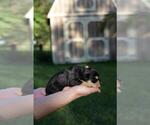 Small #2 Schnauzer (Miniature)