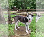 Small #2 Siberian Husky