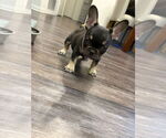 Small #2 French Bulldog