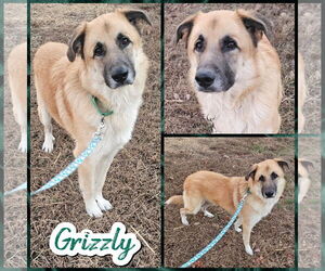 Anatolian Shepherd-Unknown Mix Dogs for adoption in Blacksburg, SC, USA