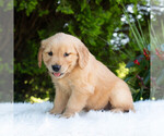 Small #6 Golden Retriever