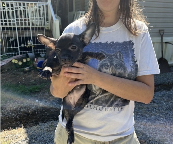 Medium Photo #63 French Bullhuahua Puppy For Sale in SPRAGGS, PA, USA