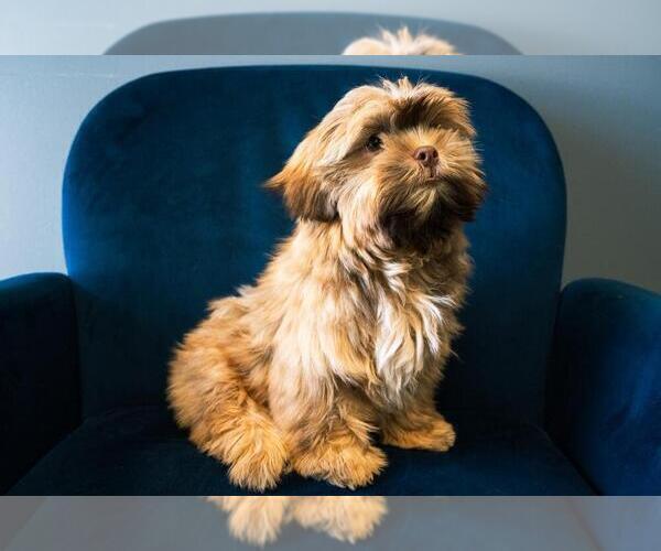 Medium Photo #3 Shih Tzu Puppy For Sale in CHARLOTTE, NC, USA