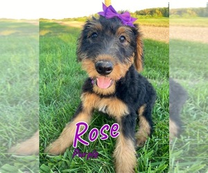 Airedale Terrier Puppy for sale in FREMONT, MI, USA