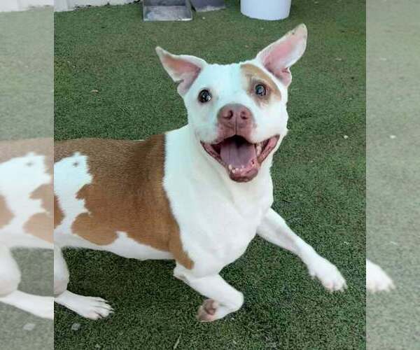 Medium Photo #2 Mutt Puppy For Sale in Raleigh, NC, USA