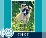 Small Photo #5 Anatolian Shepherd-Unknown Mix Puppy For Sale in Kimberton, PA, USA