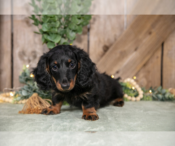 Medium Photo #1 Dachshund Puppy For Sale in GREENWICH, OH, USA