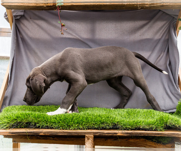 Medium Photo #7 Great Dane Puppy For Sale in WAKARUSA, IN, USA