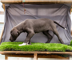 Small #6 Great Dane