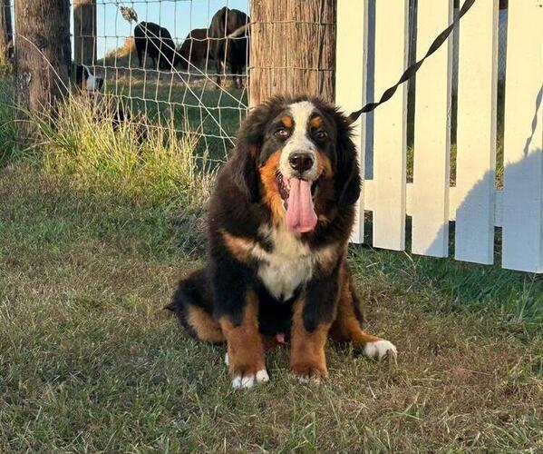 Medium Photo #4 Bernese Mountain Dog Puppy For Sale in KIRKSVILLE, MO, USA