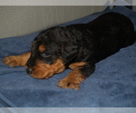 Small Photo #20 Airedale Terrier Puppy For Sale in CHARLESTOWN, IN, USA