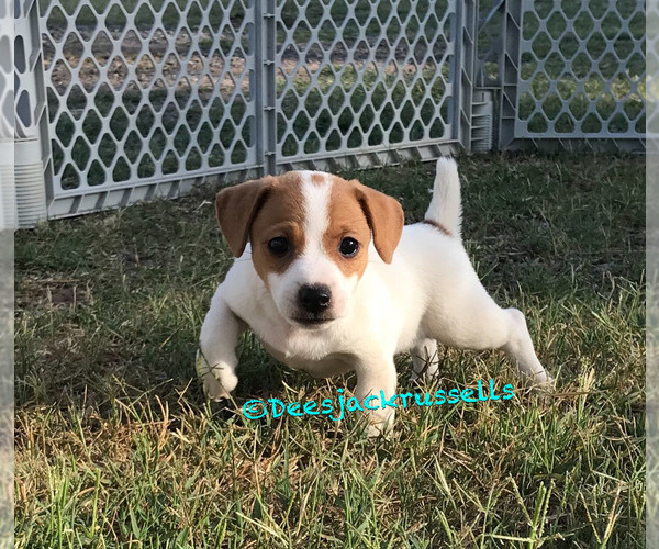 Medium Photo #1 Jack Russell Terrier Puppy For Sale in MARLOW, OK, USA