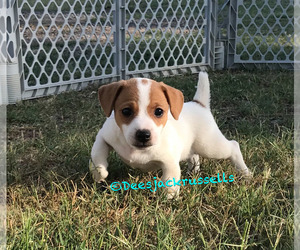 Jack Russell Terrier Puppy for sale in MARLOW, OK, USA