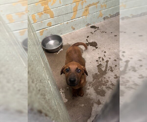 Medium Photo #1 Rhodesian Ridgeback Puppy For Sale in Stockton, CA, USA