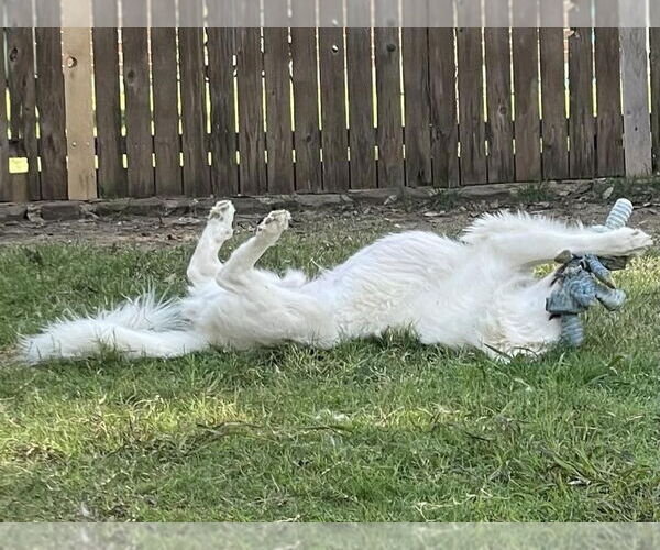 Medium Photo #4 Great Pyrenees Puppy For Sale in Dallas, TX, USA